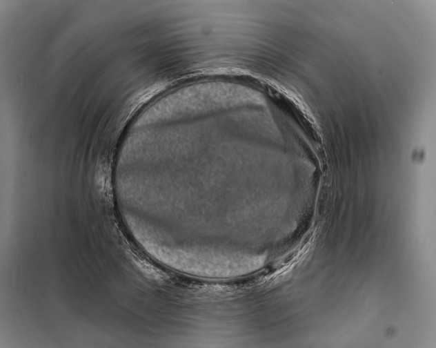 X0000099580881200806061624