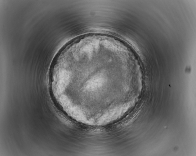 X0000099580891200806061624