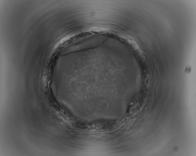 X0000099580920200806061623