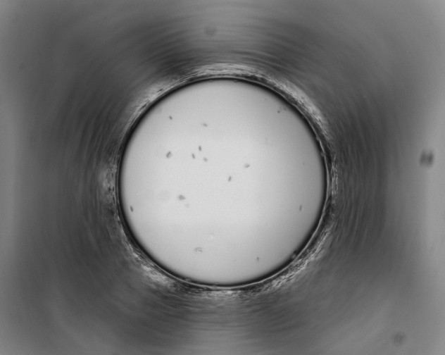 X0000099580937200806061623