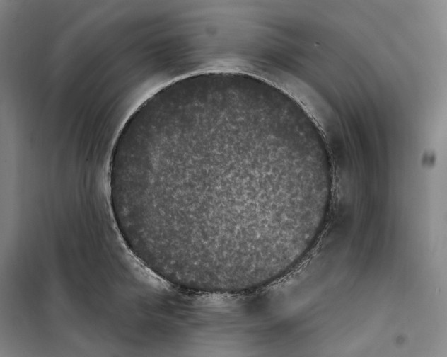 X0000099580950200806061624