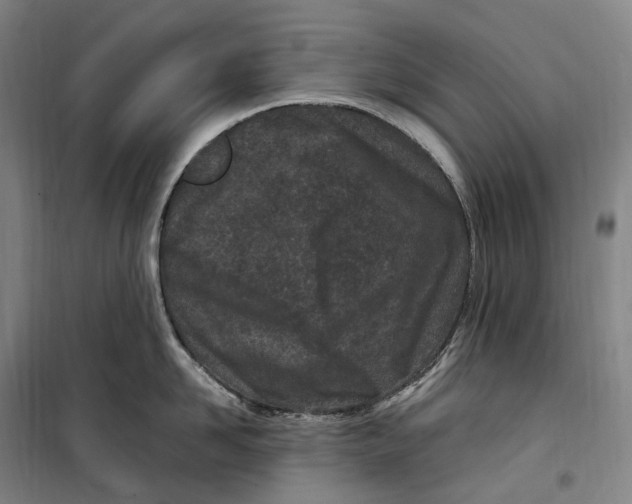 X0000099580958200806061624