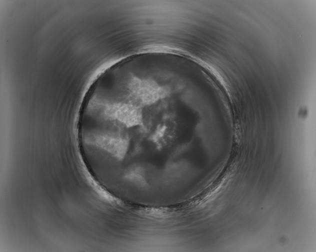 X0000099580995200806061622