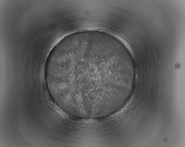 X0000099581023200806061622