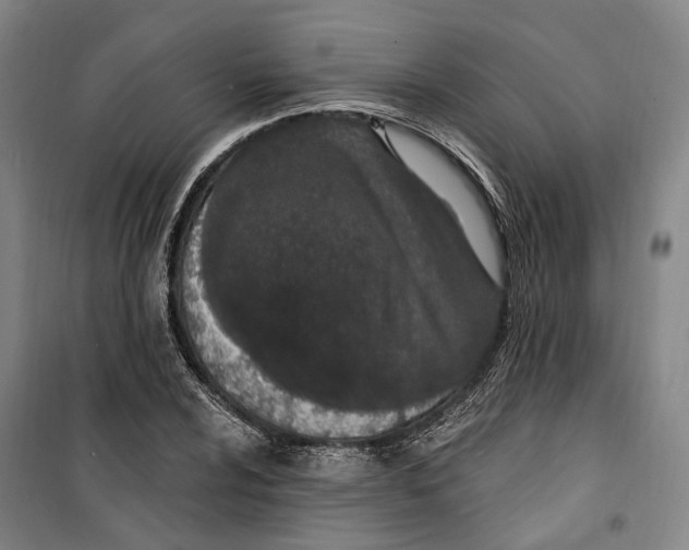 X0000099581024200806061622