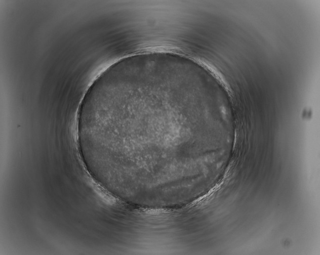 X0000099581031200806061622