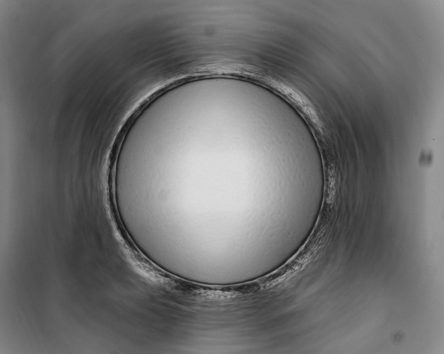 X0000099581039200806061622