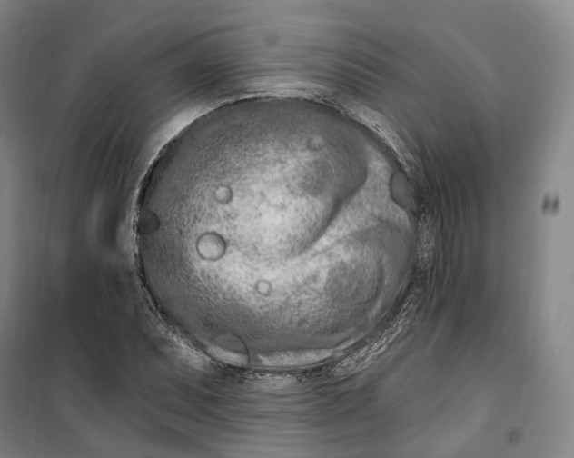 X0000099581071200806061621