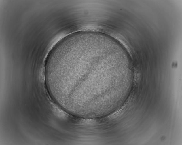 X0000099581075200806061621