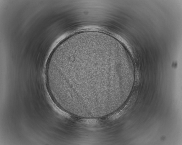 X0000099581090200806061621