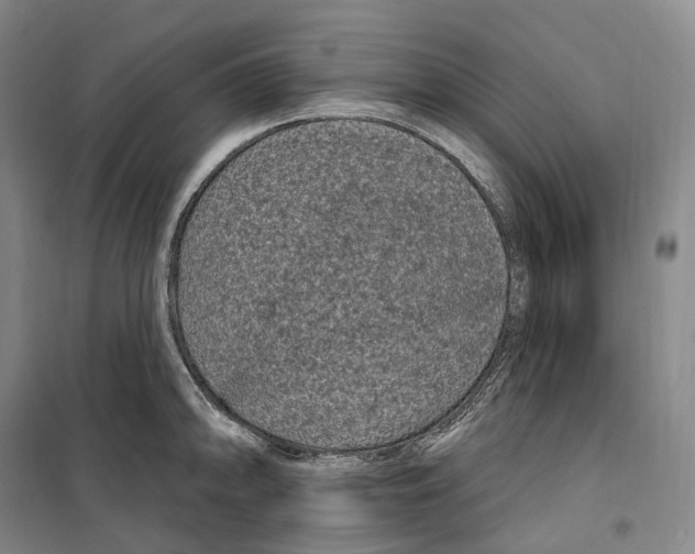 X0000099581094200806061621