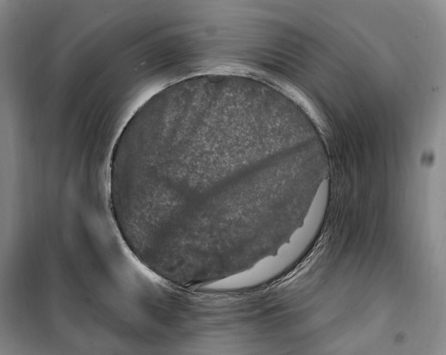 X0000099581095200806061621