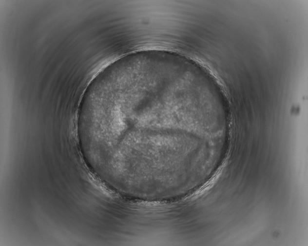 X0000099581121200806061620