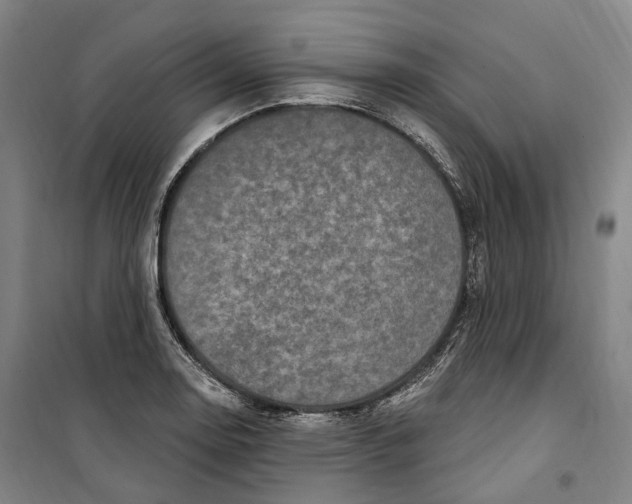 X0000099581130200806061620