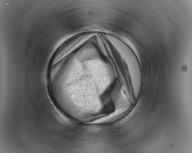 X0000099581141200806061621