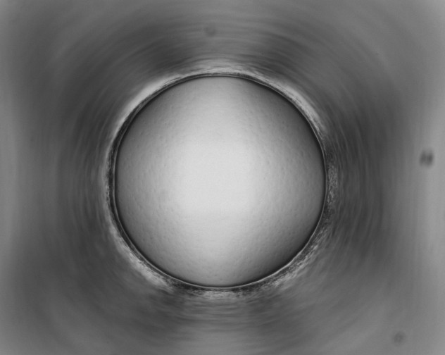 X0000099581142200806061621