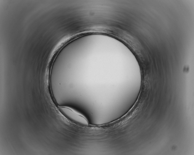 X0000099581180200806061620