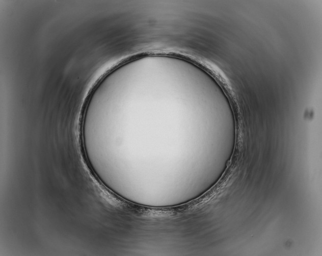 X0000099581183200806061620