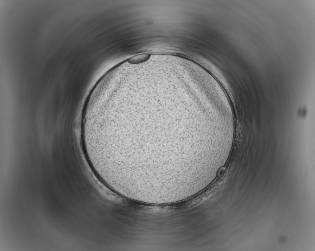 X0000099581195200806061619