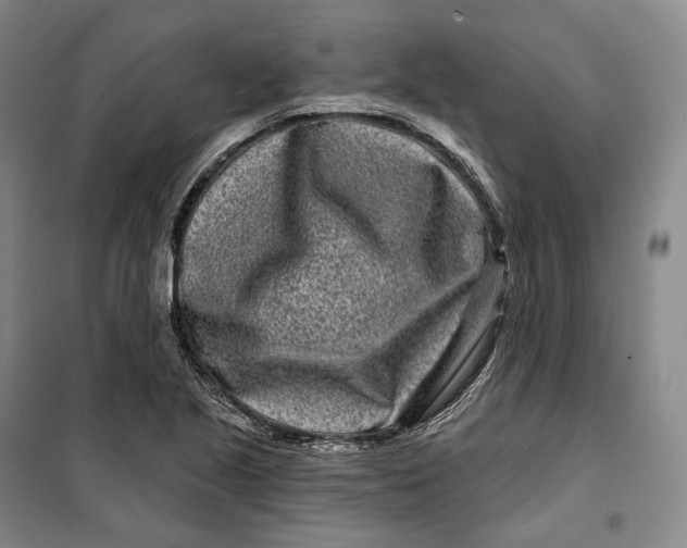 X0000099581221200806061619