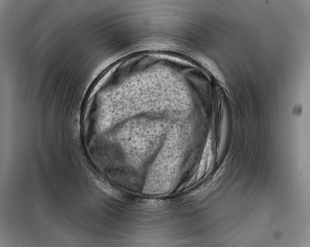 X0000099581226200806061619