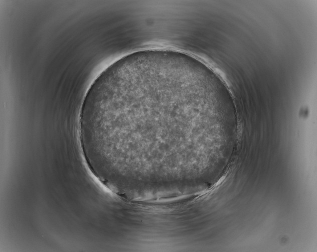 X0000099581239200806061619