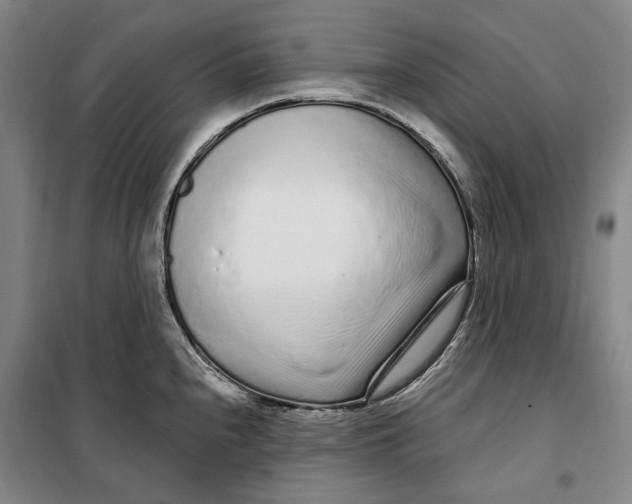 X0000099581240200806061619