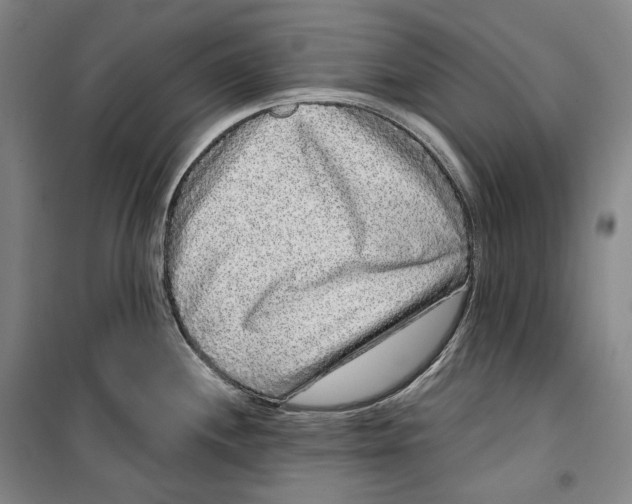 X0000099581244200806061619