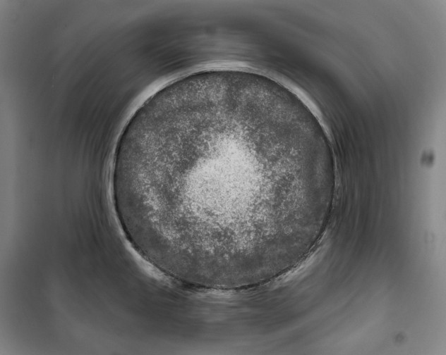 X0000099581245200806061619