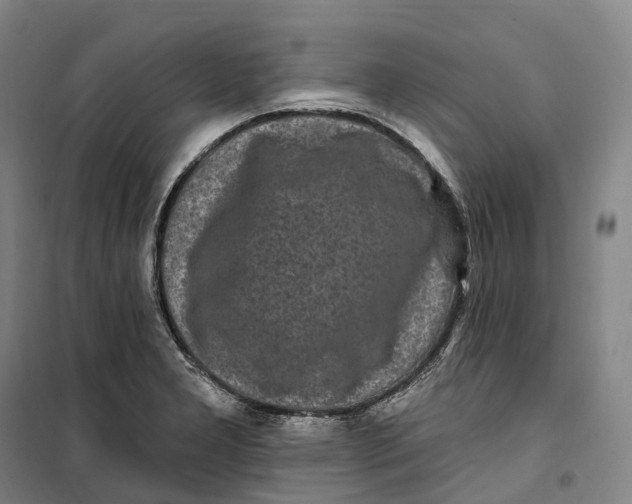 X0000099581277200806061618