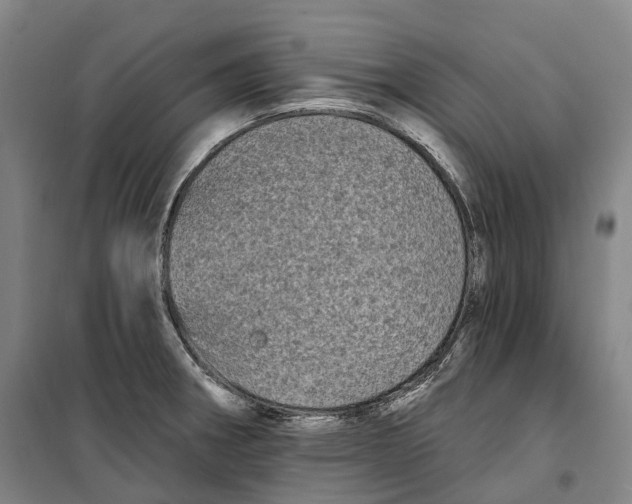 X0000099581282200806061618