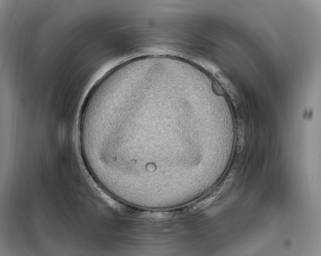 X0000099581286200806061618