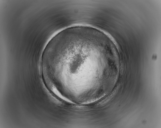 X0000099581295200806061618