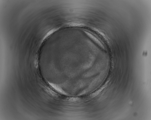 X0000099581306200806061617