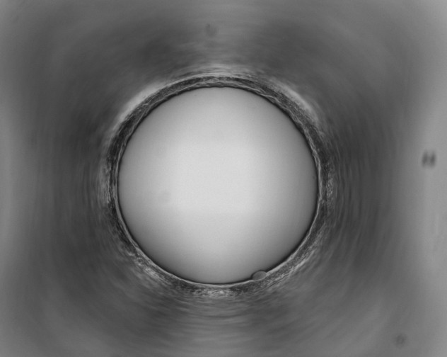 X0000099581310200806061617