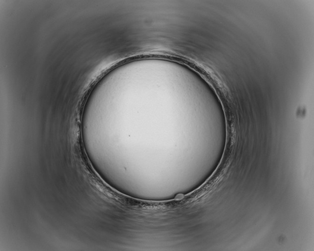 X0000099581363200806061617