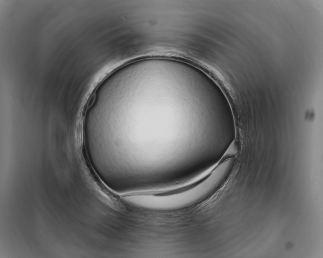 X0000099581371200806061617