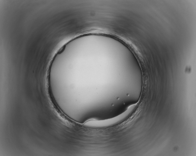 X0000099581375200806061617