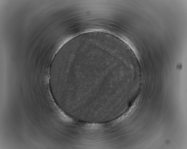 X0000099581377200806061617