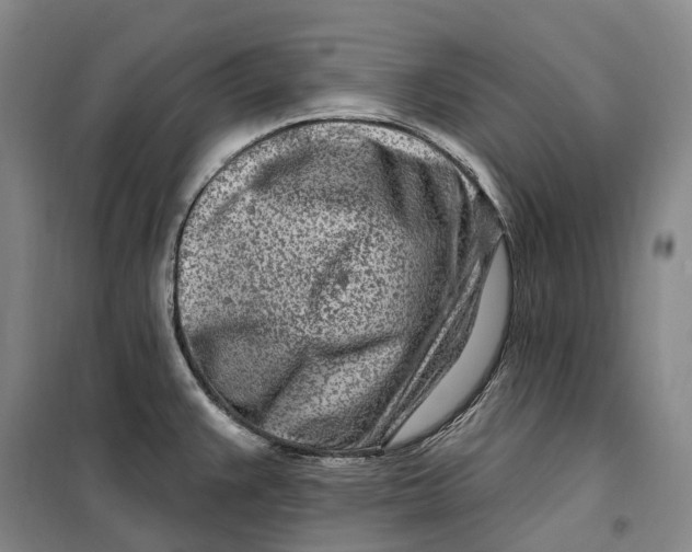 X0000099581383200806061617