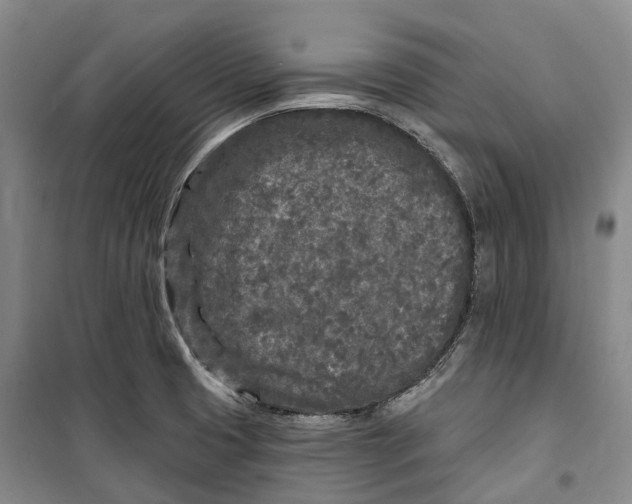 X0000099581425200806061616