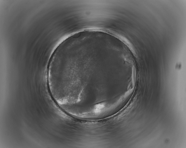 X0000099581428200806061616