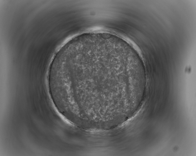 X0000099581429200806061616