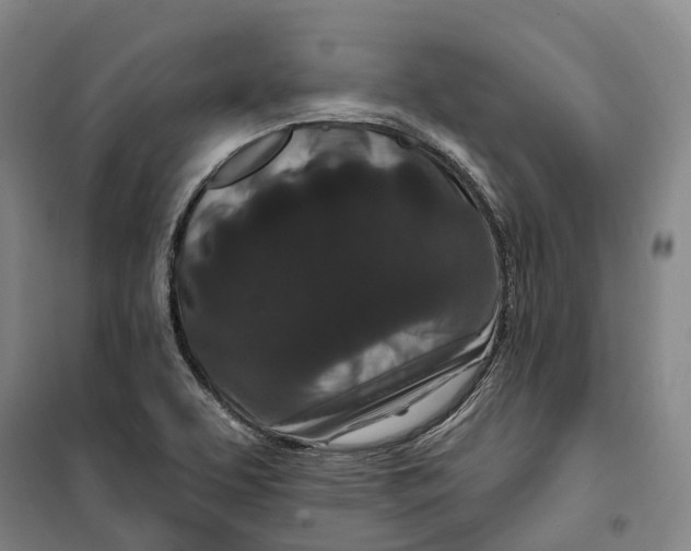 X0000099581463200806061615