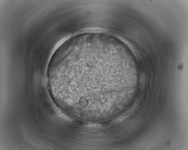 X0000099581466200806061615