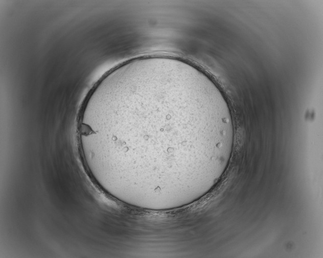 X0000099581470200806061615