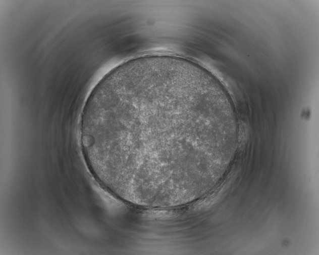 X0000099581474200806061615