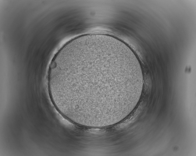 X0000099581478200806061615