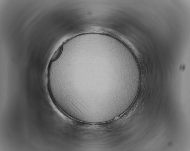 X0000099581479200806061615