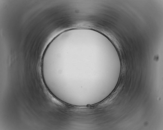 X0000099581486200806061615